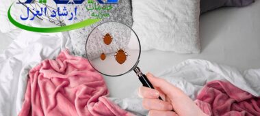bed bug control company