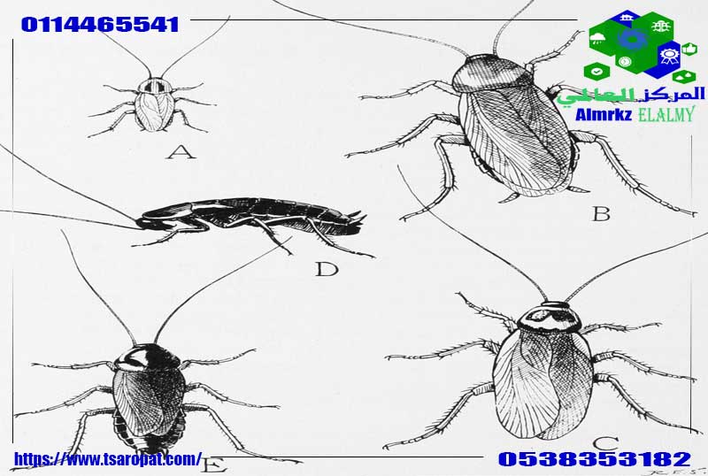 بعض انواع الحشرات مثل الجراد واليعسوب والنمل الابيض دورة حياتها