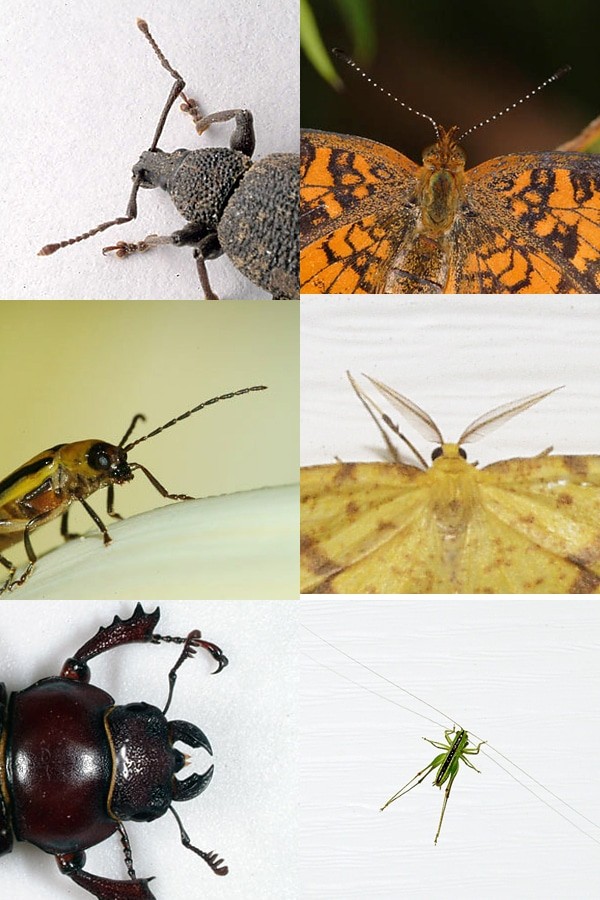 بعض انواع الحشرات مثل الجراد واليعسوب