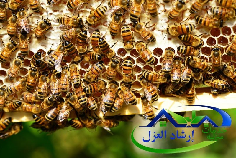 مكافحة النحل والدبابير
