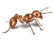 مكافحة النمل-كيف تتحكم فى تواجد النمل