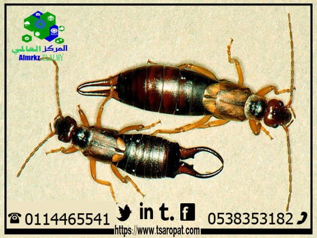 حشرة ابو مقص