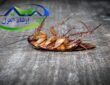 شركة مكافحة الصراصير بالرياض