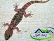 شركة مكافحة الوزغ بالرياض