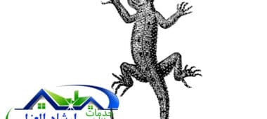 شركة مكافحة الوزغ بالرياض