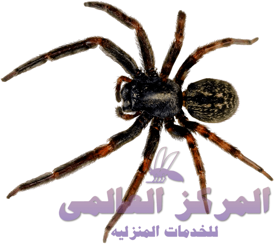 pinpng.com spider web png transparent 62453