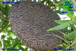 معلومات عن النحل وسلوكياته
