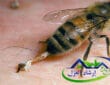 افضل شركة مكافحة النحل بالرياض 0507242848 بالرياض