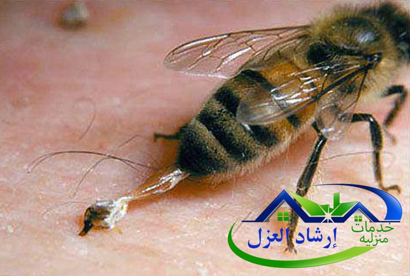 مكافحة النحل بالرياض