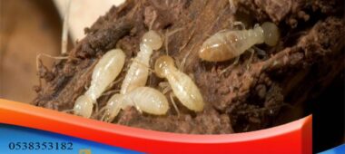 شركة رش مبيد للنمل الابيض بالرياض