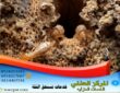 كيف يأكل النمل الابيض الخشب