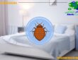 البق وشكلة واضرارة وعلاجة