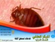 هل الشمس تقتل البق