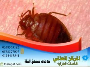 هل الشمس تقتل البق