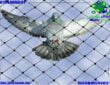 شركة طارد حمام من الشبابيك
