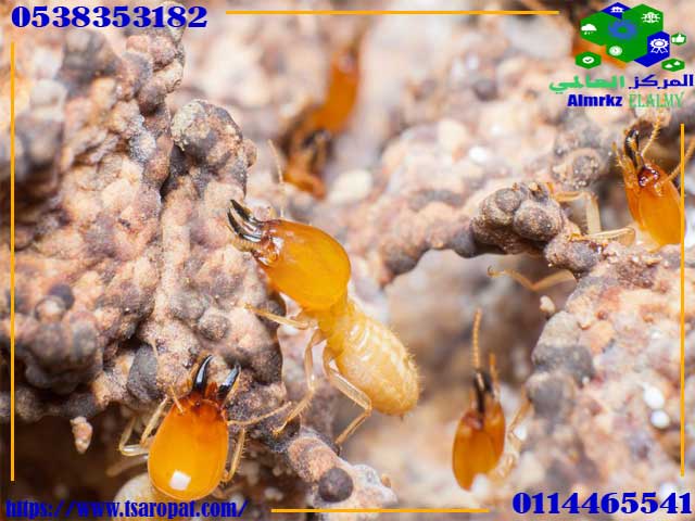 علاج الأرضة بالنفط