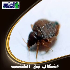 اشكال بق الخشب و كيفية التخلص من بق الخشب