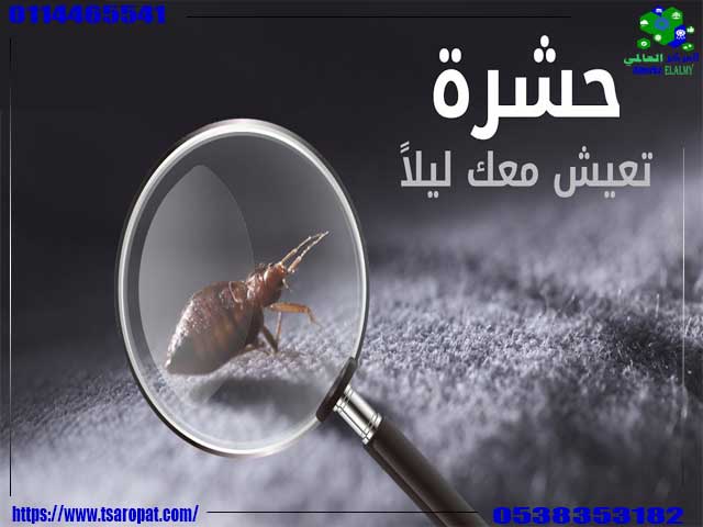 الفراش البيضاء بق الفراش