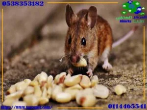علامات وجود الفئران واسباب وجودها فى المنزل