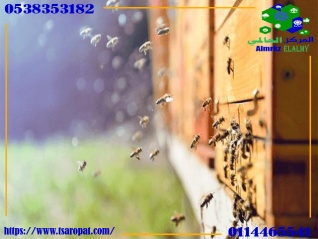 ما هي أسباب شراسة النحل وطريقة تهدئة النحل الشرس؟