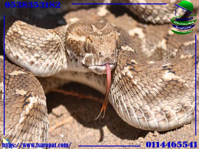 الثعابين