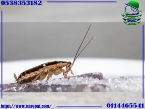 هل القرنفل يقتل الصراصير