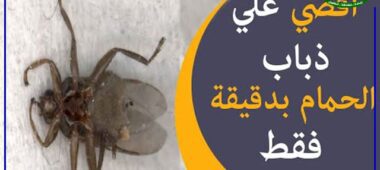 الحمام وأضرارها