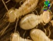طرق مكافحة النمل الأبيض بشكل نهائي