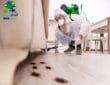 شركة رش حشرات بالرياض وتنظيف الخزانات مع خصومات هائلة