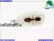 علاج النمل الأسود الصغير في البيت