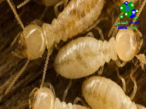 شركة مكافحة النمل الأبيض بجازان