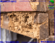 القضاء على نمل الخشب
