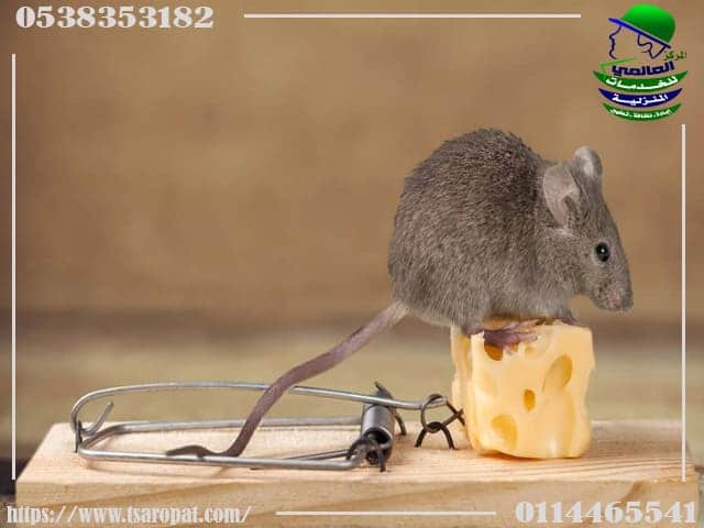 تتطور غيم هوليوود  القضاء على الفئران في المنزل 0538353182 مبيدات بدون رائحة او مغادرة المنزل