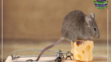 القضاء على الفئران في المنزل