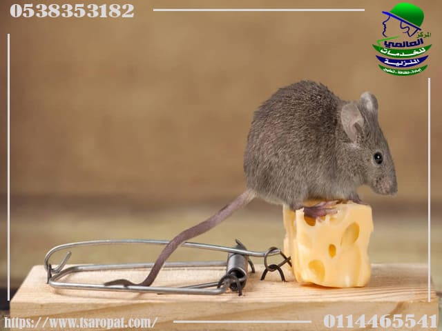القضاء على الفئران في المنزل