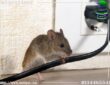 اسرع طريقة لقتل الفئران