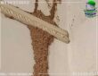 حماية الخشب من النمل الأبيض