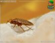 شركة مكافحة حشرات بالعينة – 0507242848 خدمات مميزة بالضمان