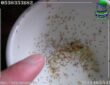 هل الصابون يساعد في التخلص الفئران