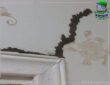 خدمة مكافحة النمل الأبيض